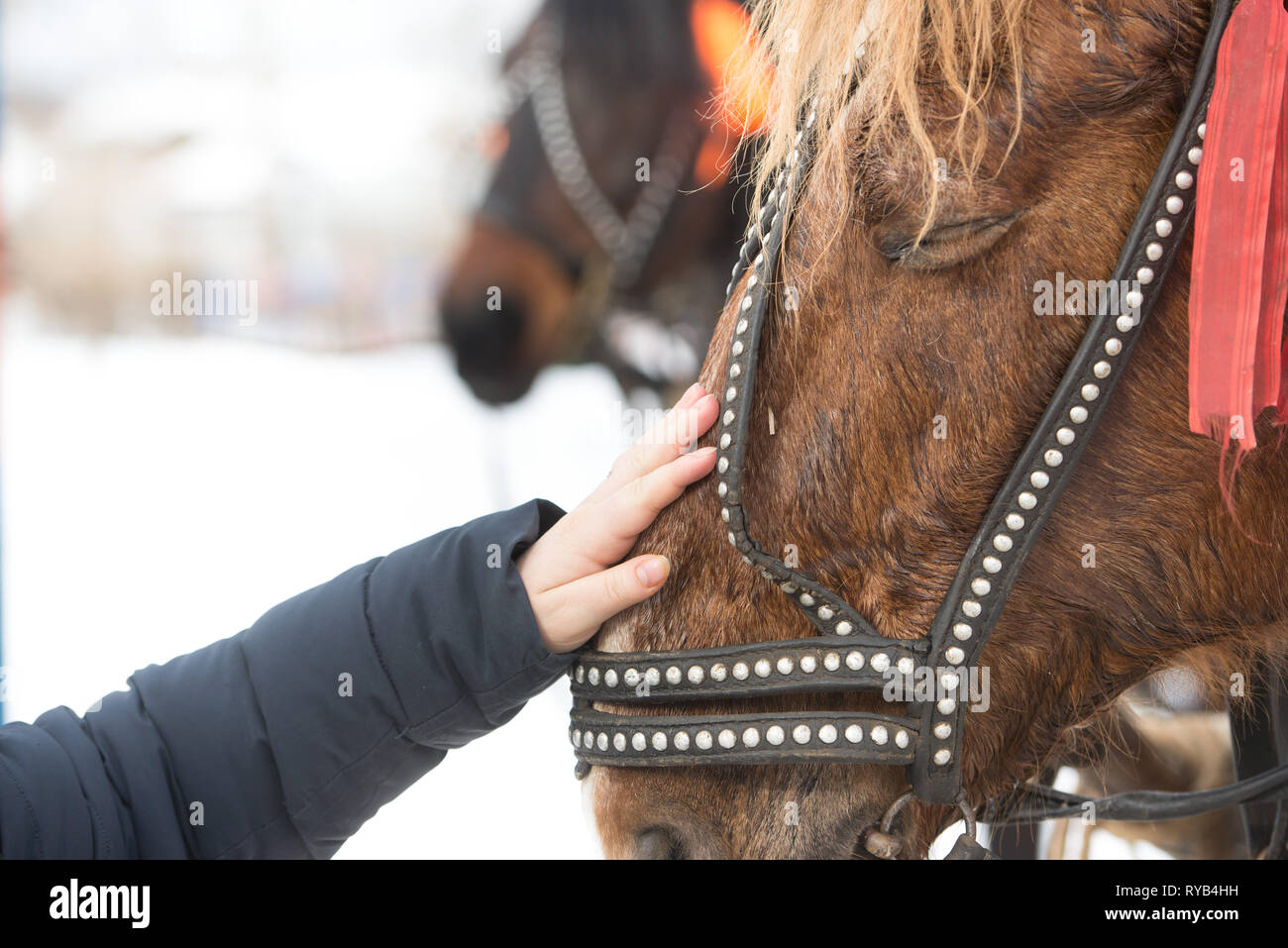 La jeune fille touche le visage du cheval avec sa main. hild's part traits une face du cheval dans une bride. Banque D'Images