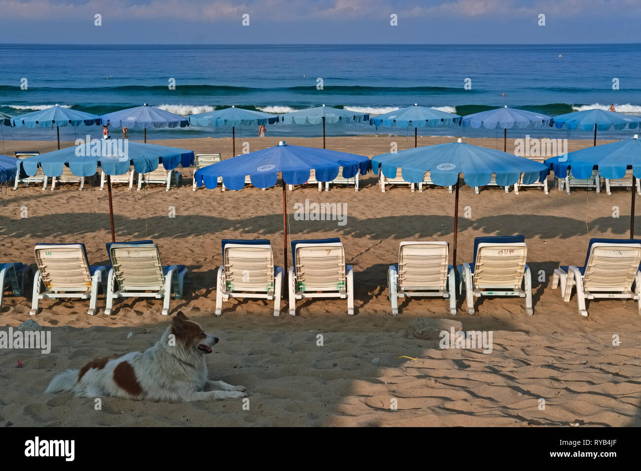 Sur un matin tôt à Karon Beach, Phuket, Thaïlande, un chien se trouve à l'ombre à côté de chaises de plage, sa couleur presque à la couleur du sable Banque D'Images