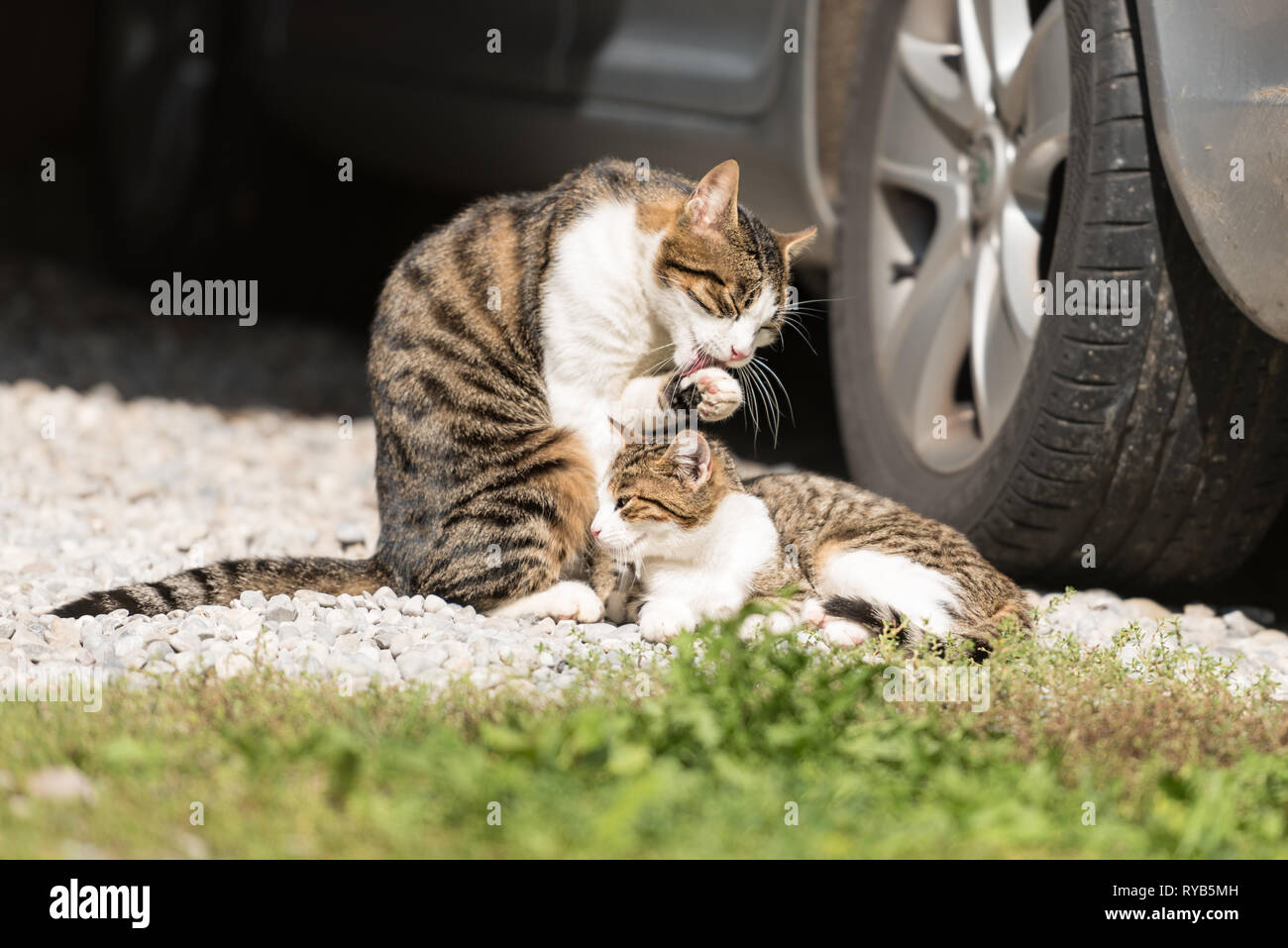 Deux Chats S Asseoir A Cote De L Autre Cote De L Autre Animaux Famille Chat Et Chaton Photo Stock Alamy