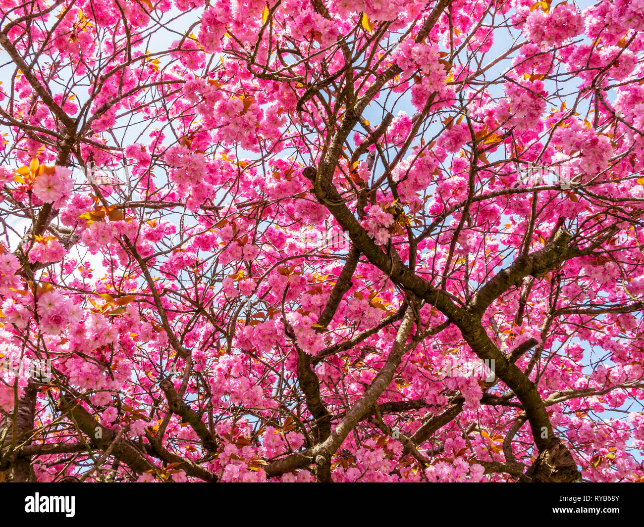 Belle Fleur De Cerisier En Fleurs Mai Arbre En Face De Saint