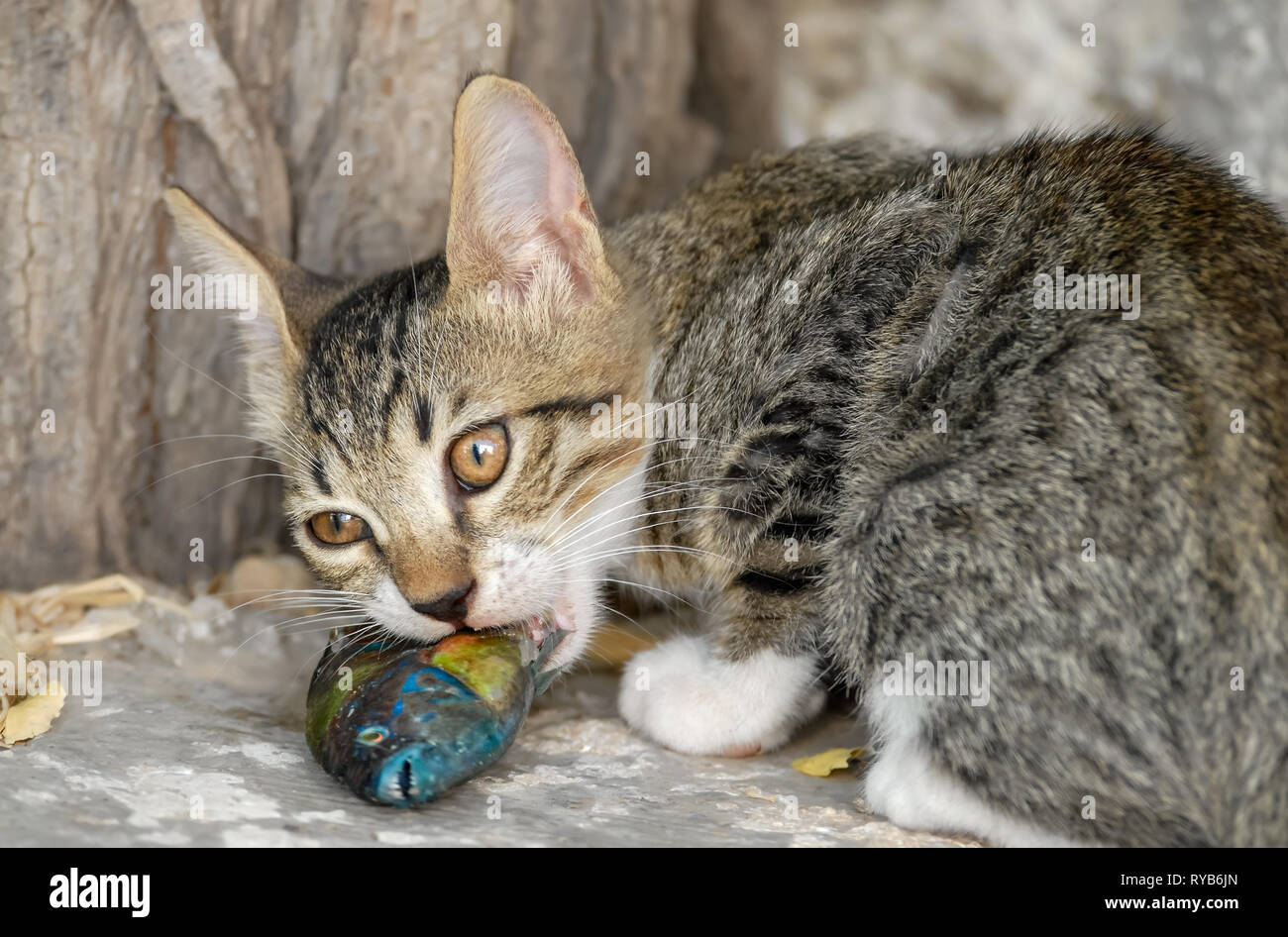 Chat mignon chaton de manger et de mâcher un poisson frais, un Napoléon, l'île de la mer Égée, Grèce Banque D'Images