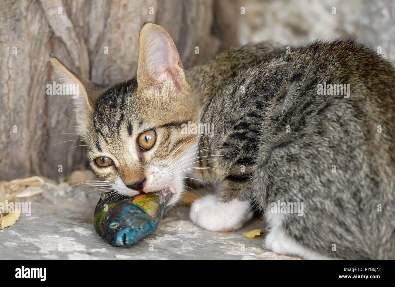 Chat Mignon Chaton De Manger Et De Macher Un Poisson Frais Un Napoleon L Ile De La Mer Egee Grece Photo Stock Alamy