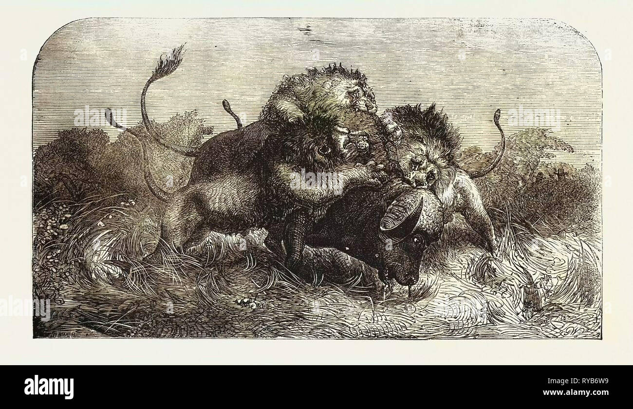 Le Dr Livingstone Voyages Missionnaires et les chercheurs en Afrique du Sud : Trois Lions tenter de ralentir un buffle, vu par M. Oswell et grands Vardon, 1857 Banque D'Images