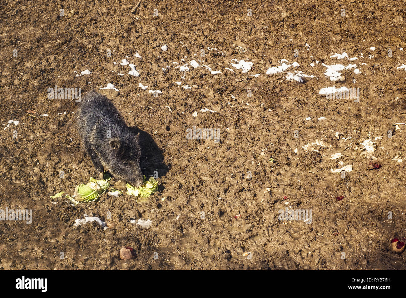 Sanglier Bebe Manger Du Chou Et De La Betterave Rouge Photo Stock Alamy Sanglier Bebe Manger Du Chou Et De La Betterave Rouge Photo Stock Alamy