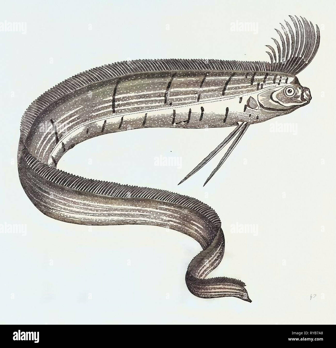 Les rares poissons (Regalecus Glesne), pris de Cullercoats et expose pour une courte période à Newcastle-Upon-Tyne, Royaume-Uni, 1849 Banque D'Images