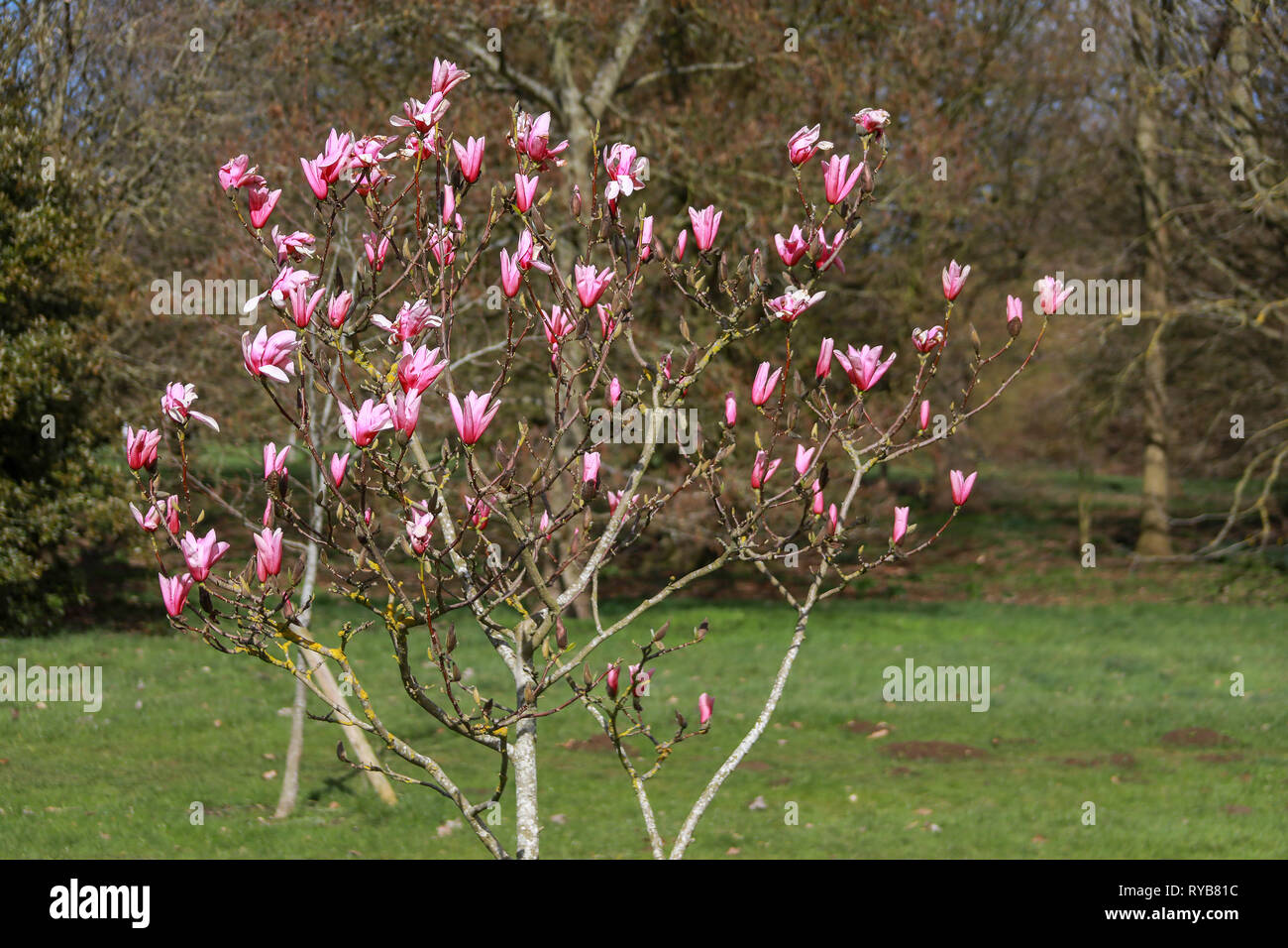 Petit arbre magnolia rose bush dans le soleil en fleur dans les parcs de l'Université d'Oxford en hiver / printemps Banque D'Images