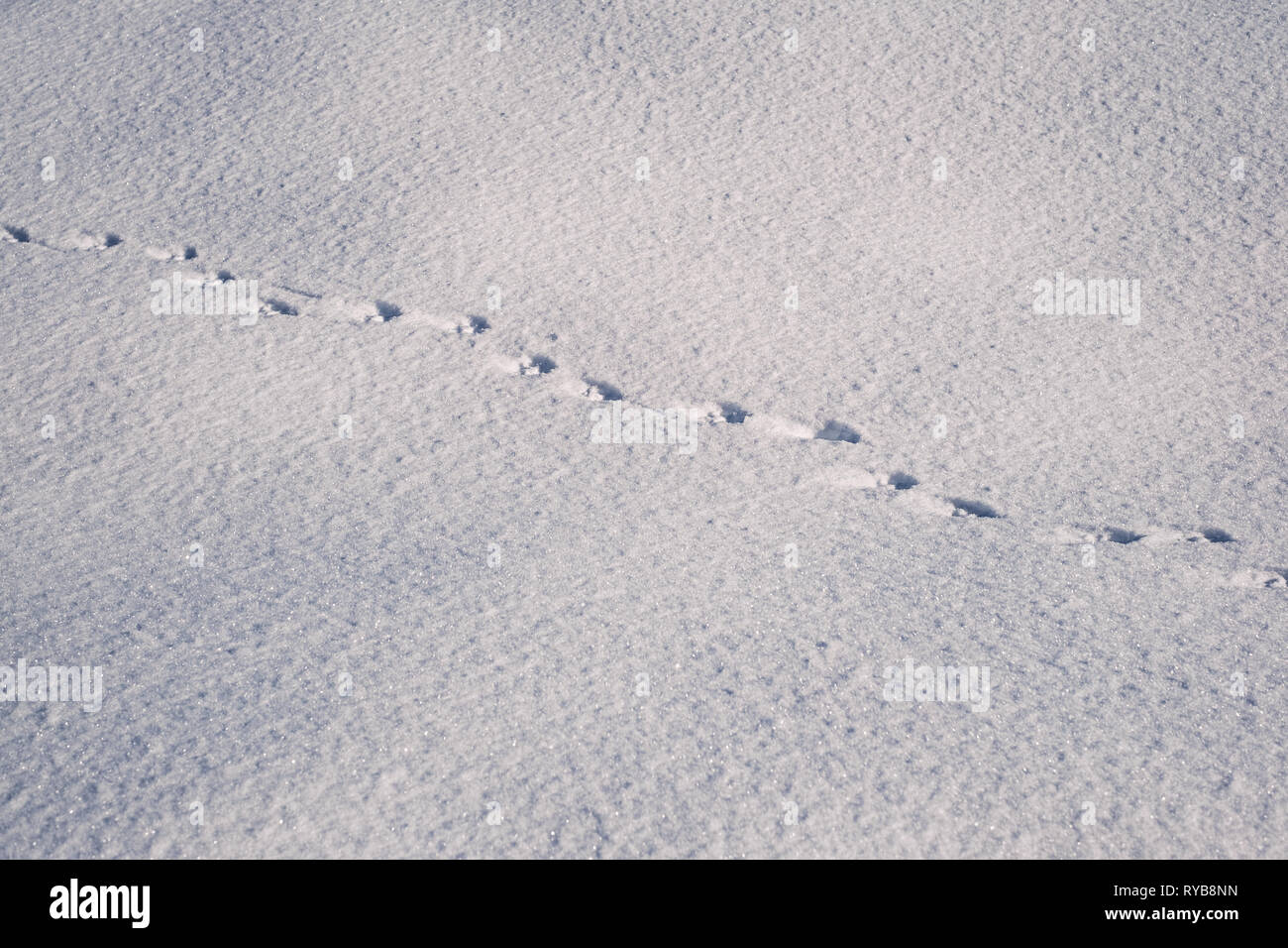 Des traces de renard dans la neige Photo Stock Alamy