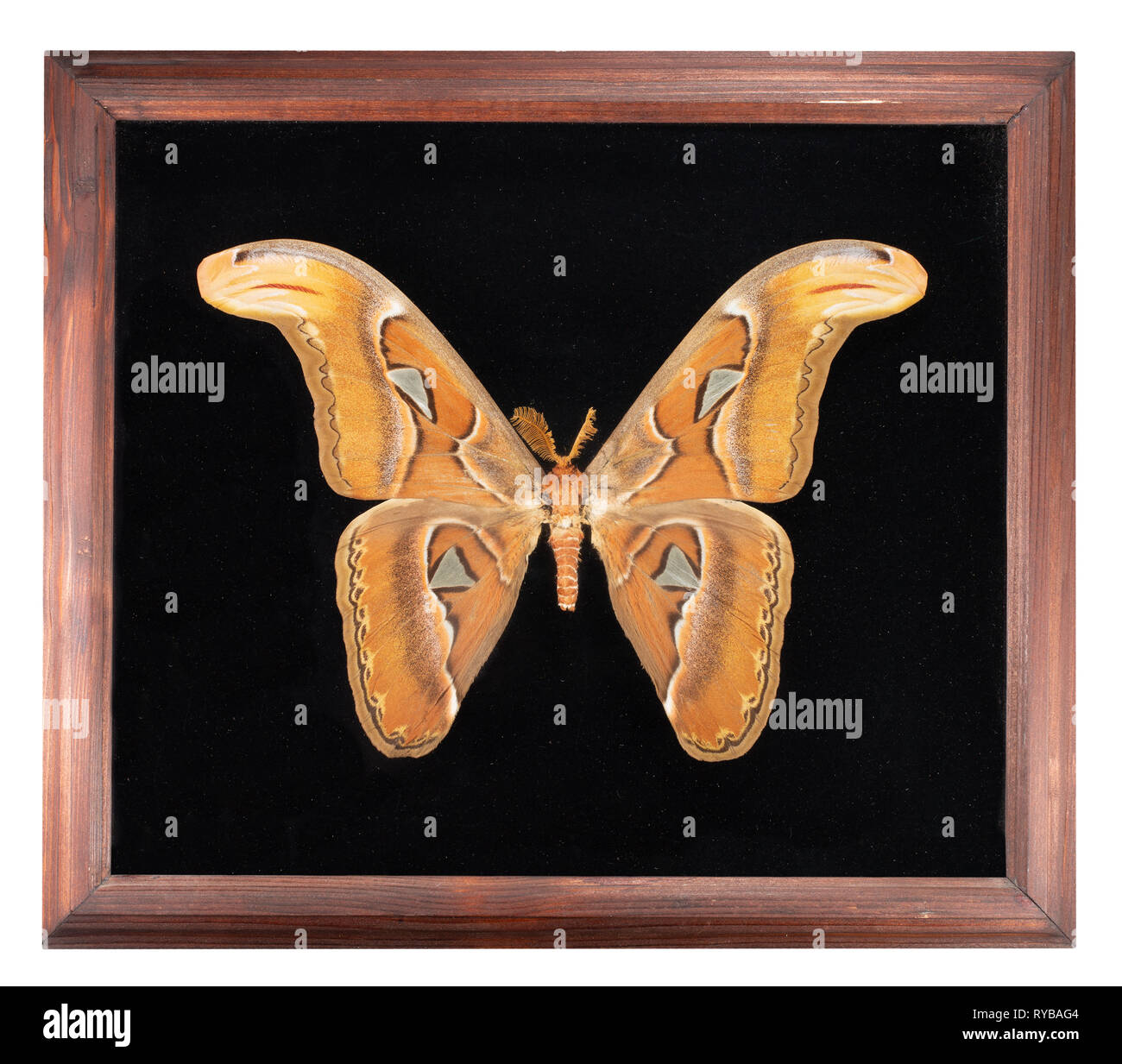 Papillon attacus atlas en image sur fond noir. Banque D'Images