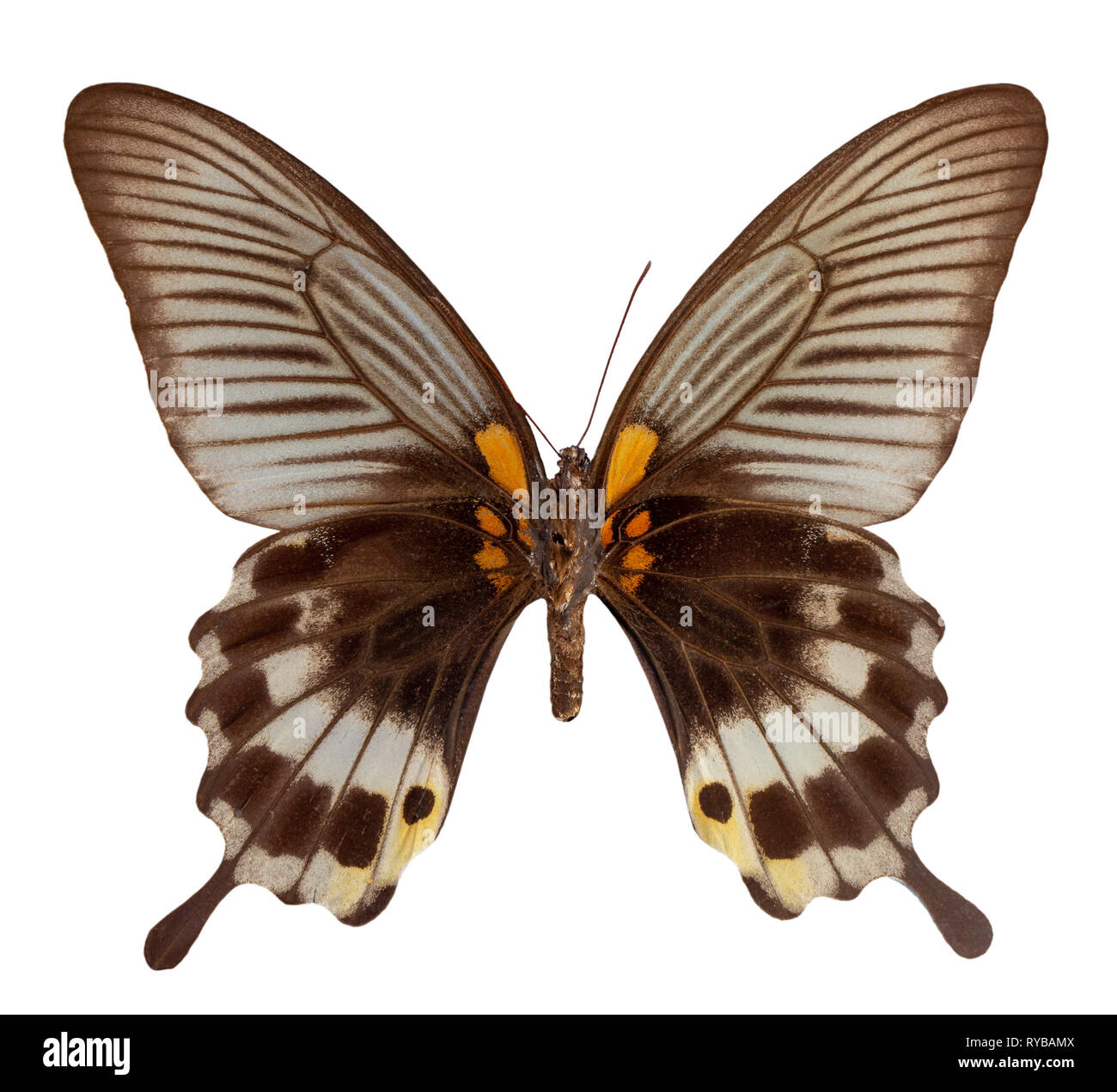 Butterfly papilio lowi isolé sur fond blanc. Banque D'Images