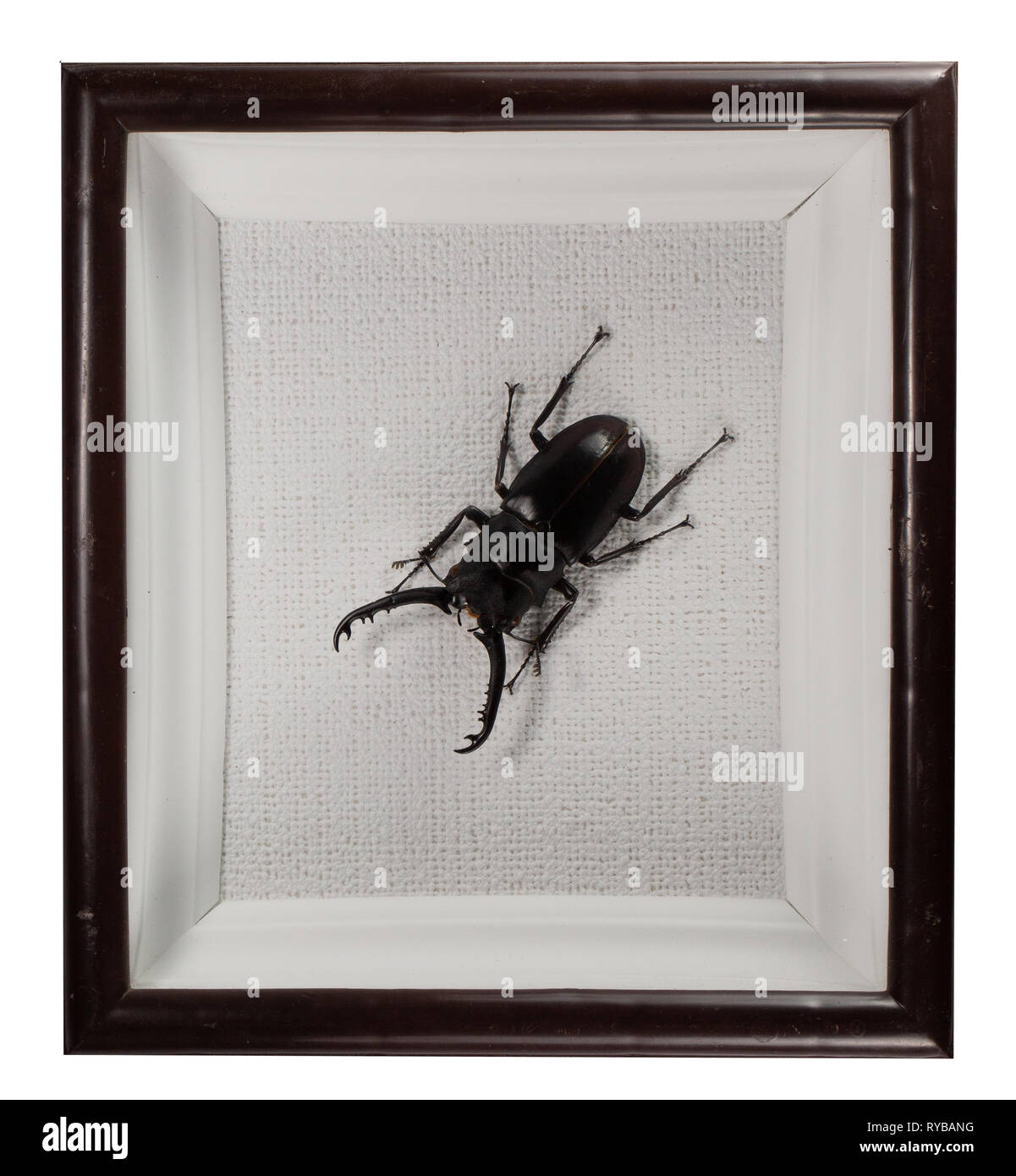 Beetle prosopocoilus forficula du bâti isolé sur fond blanc. Banque D'Images