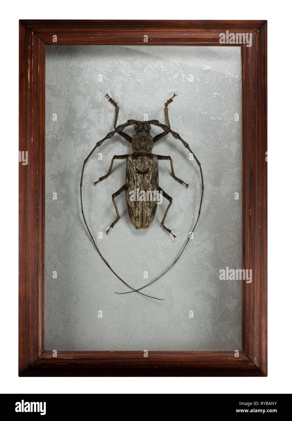 Beetle pseudomeges marmoratus du bâti isolé sur fond blanc. Banque D'Images