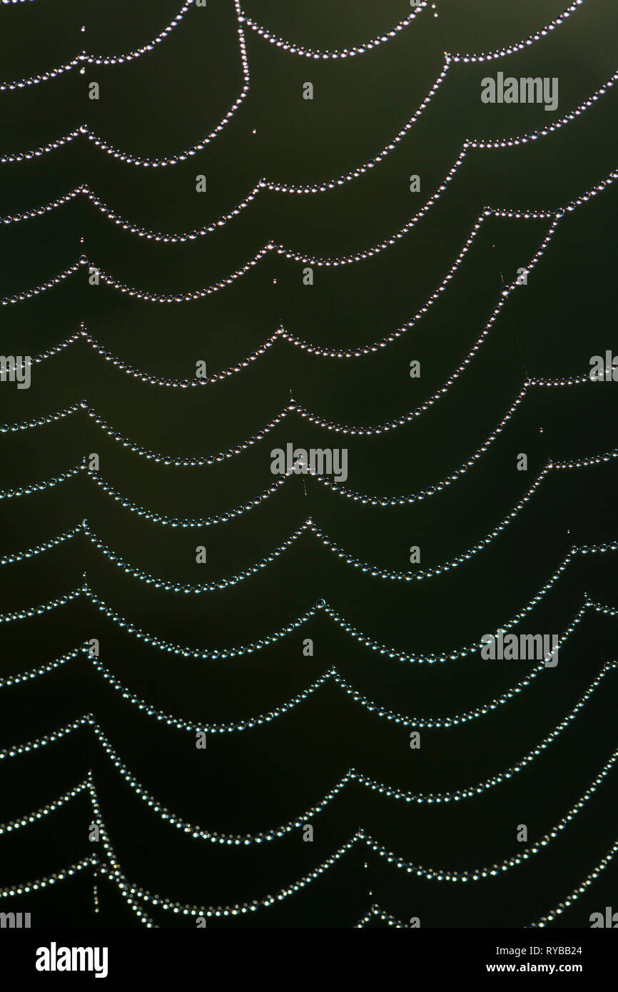 Close-up of dewdrops / gouttes de rosée sur la toile d'araignée / Banque D'Images