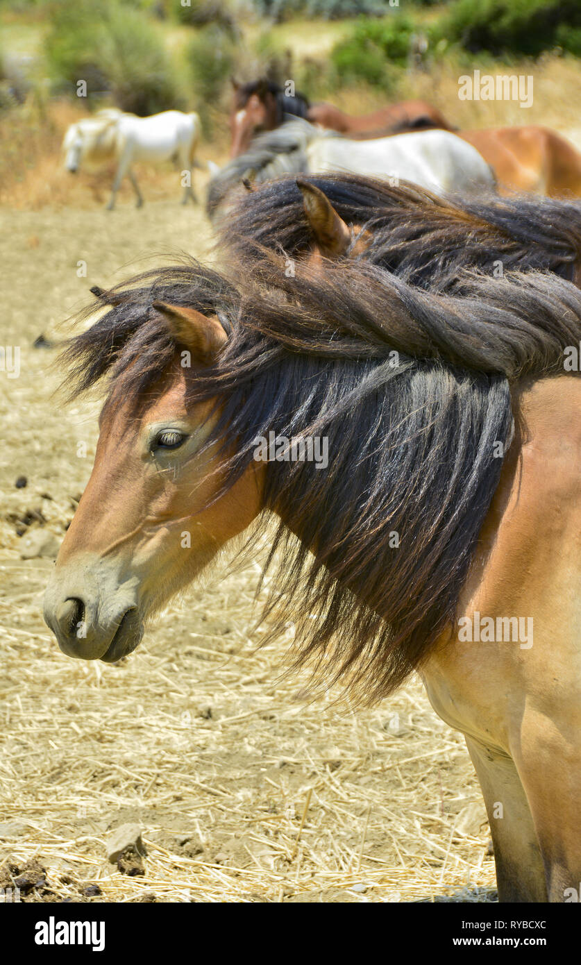 Le cheval de Skyros (Equus Cabalus Skyriano) est un Grec spécial course de chevaux. L'île de Skyros, Sporades en Grèce centrale, complexe, sur la mer Egée , Mediterrane Banque D'Images