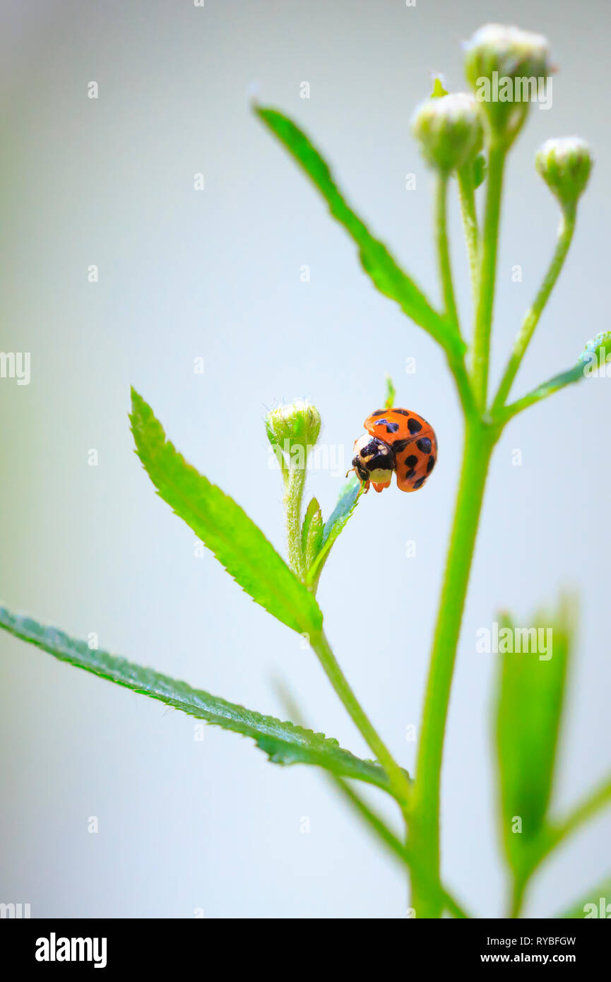Insectes ladybird Ladybug ou l'escalade. Des couleurs vives, fraîches et du soleil. Soft focus sélectif. Banque D'Images