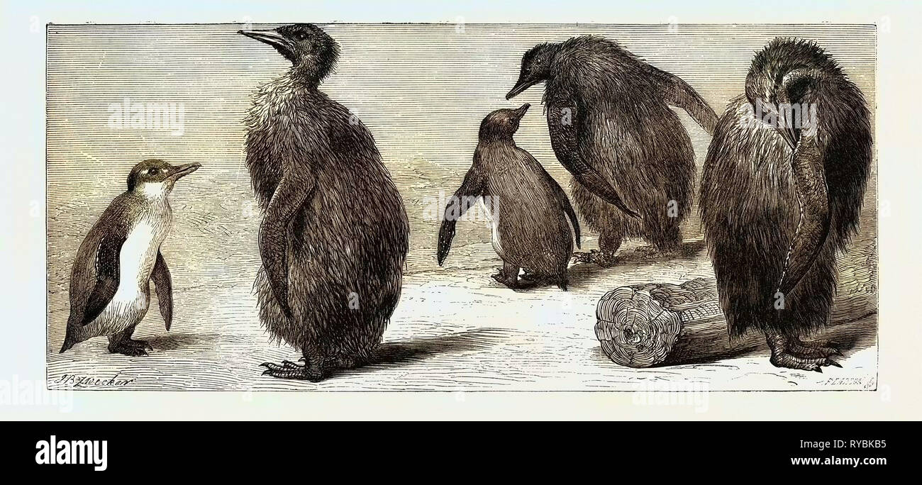 Le manchot royal, à la Zoological Gardens, London, UK Banque D'Images