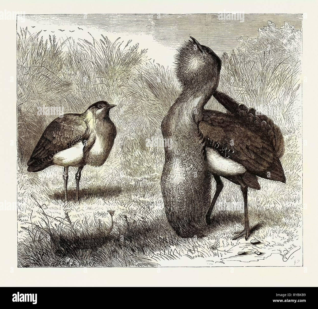 L'Australian Bustard, à la Zoological Gardens, London, UK Banque D'Images