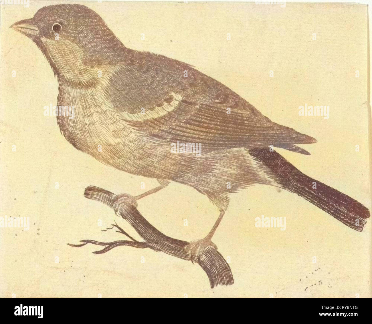 Moineau sur une branche à gauche, Johan Teyler, Anonyme, 1688 - 1698 Banque D'Images