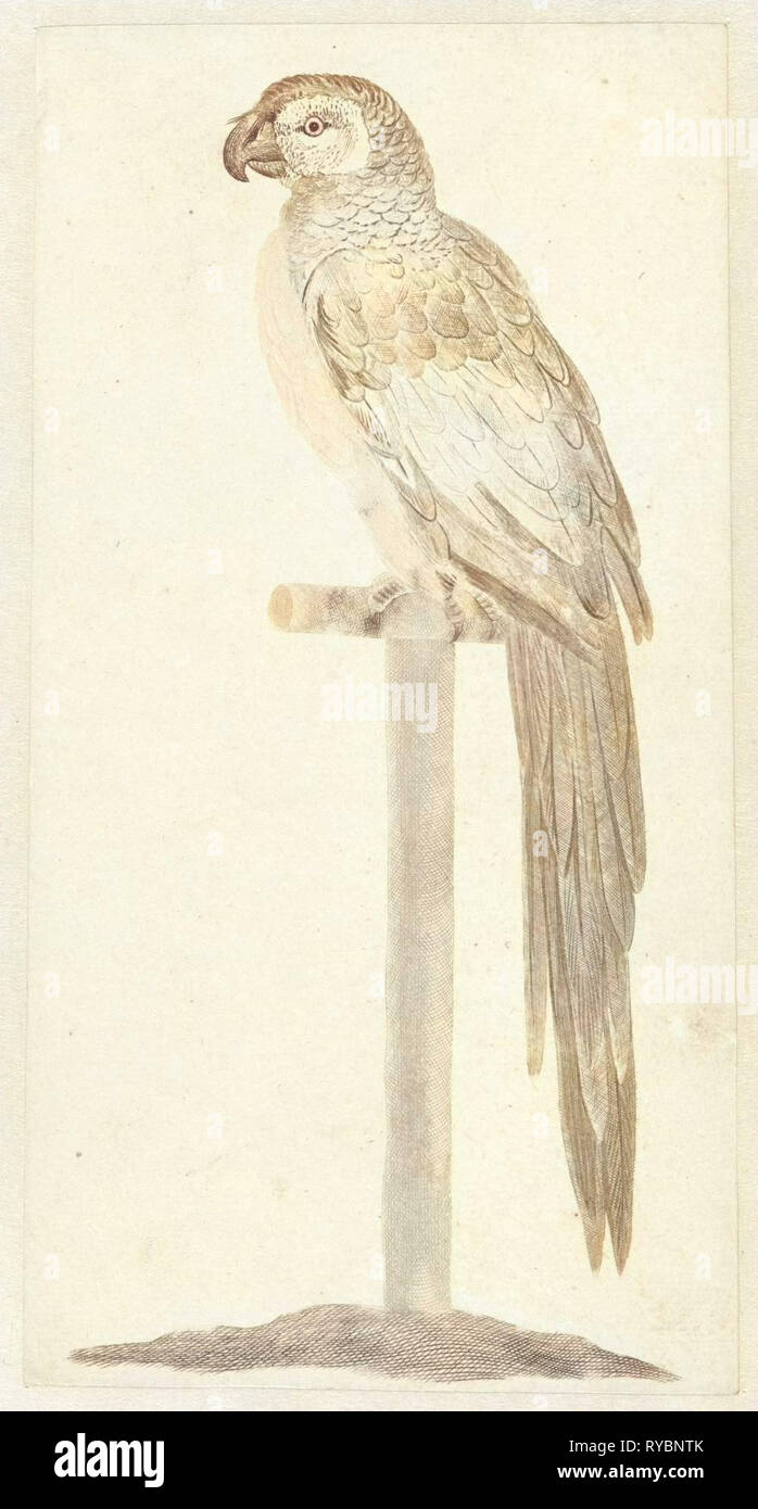 Perroquet sur stick, anonyme, Johan Teyler, 1688 - 1698 Banque D'Images