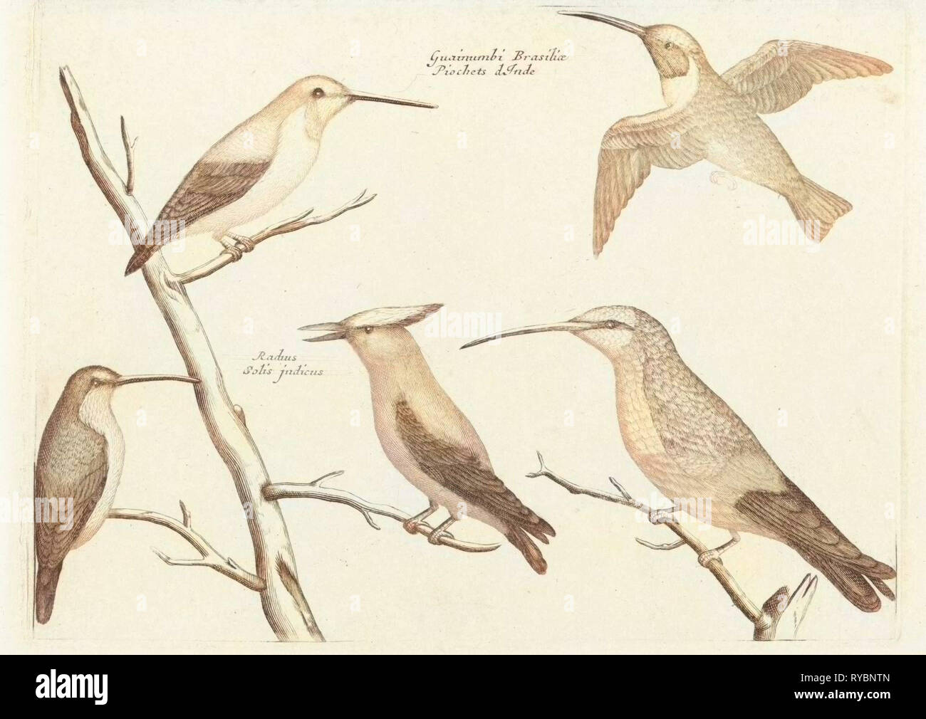 Cinq différentes espèces de colibris, anonyme, Johan Teyler, 1688 - 1698 Banque D'Images