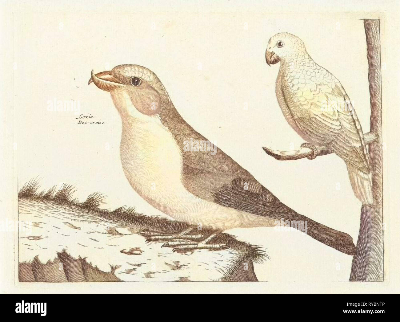 Au premier plan un bec croisé, droit sur une branche un oiseau blanc avec bec crochu, imprimer bouilloire : Anonyme, datant 1688 - 1698 Banque D'Images