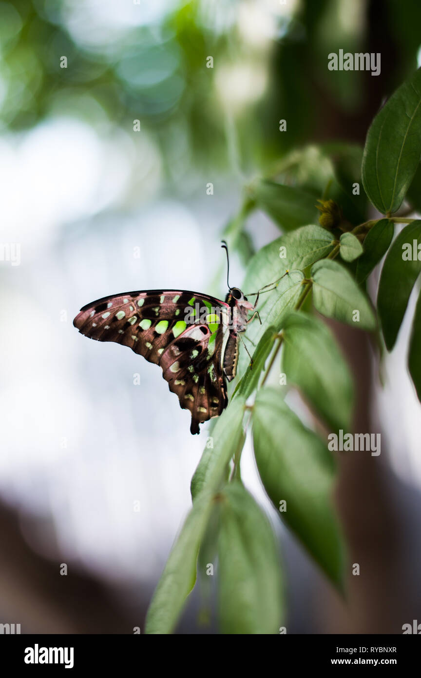 Petit papillon sur les feuilles Banque D'Images