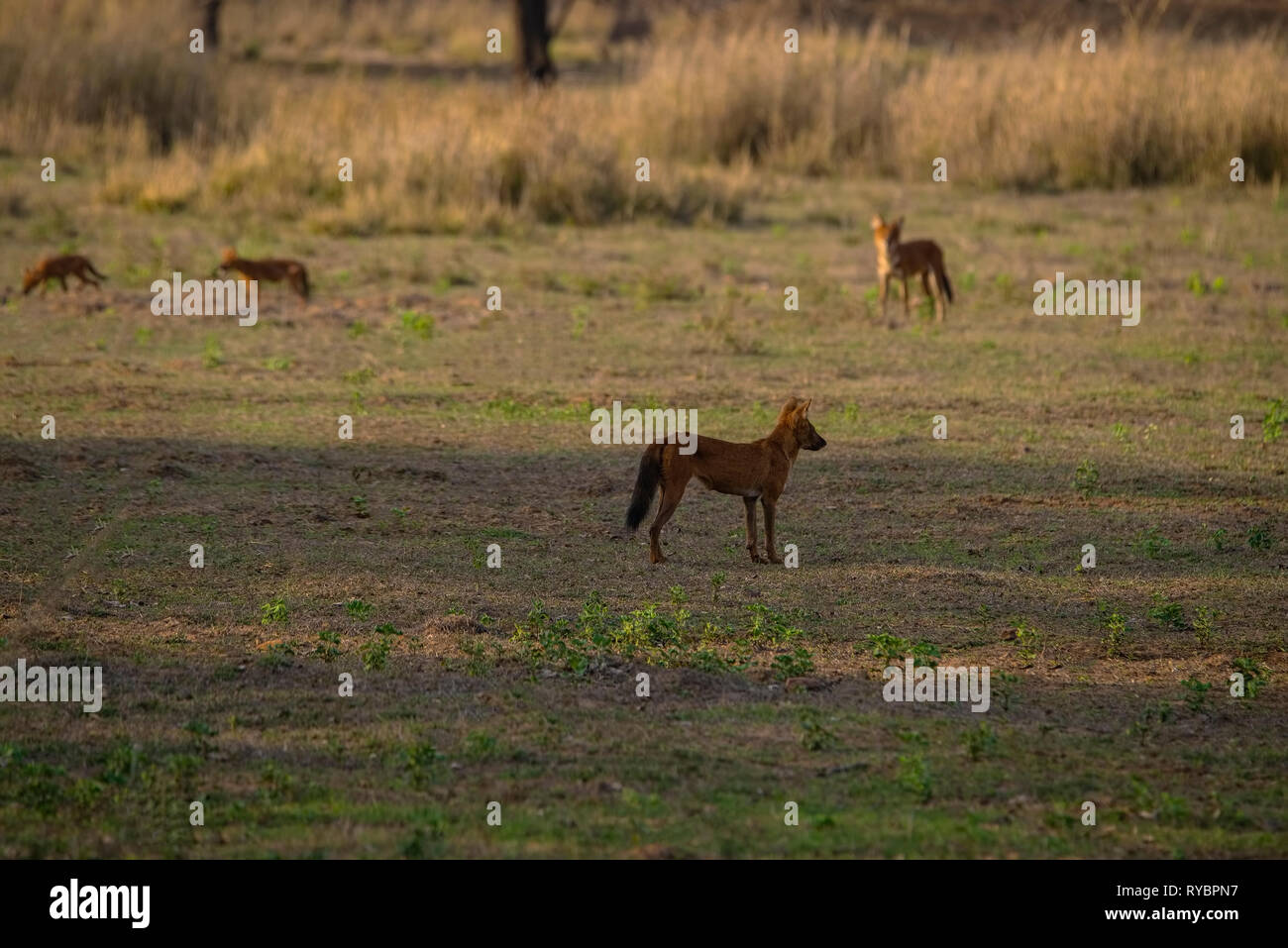 La vie sauvage indienne, pack de chiens sauvages,,Indian Dhole,Tadoba ,Meadows, à la recherche d'une proie mi,midi,le parc national de Tadoba,Maharashtra, Inde. Banque D'Images