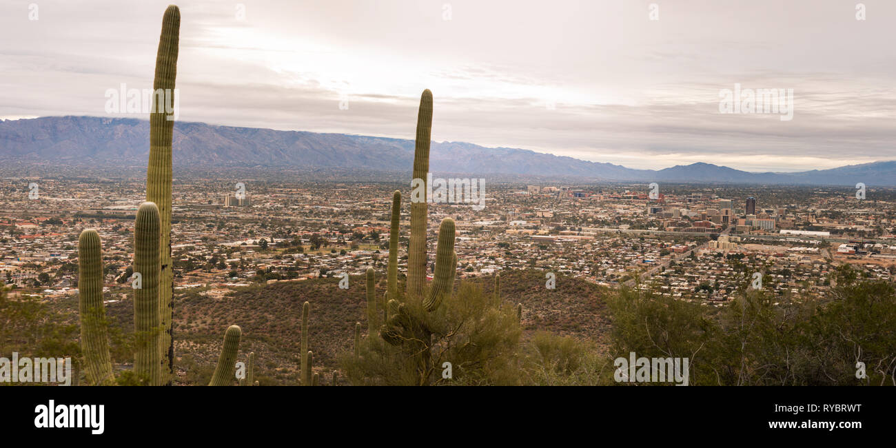 Tall saguaro cactus donnent sur de vastes bassins de Tucson après le lever du soleil Banque D'Images