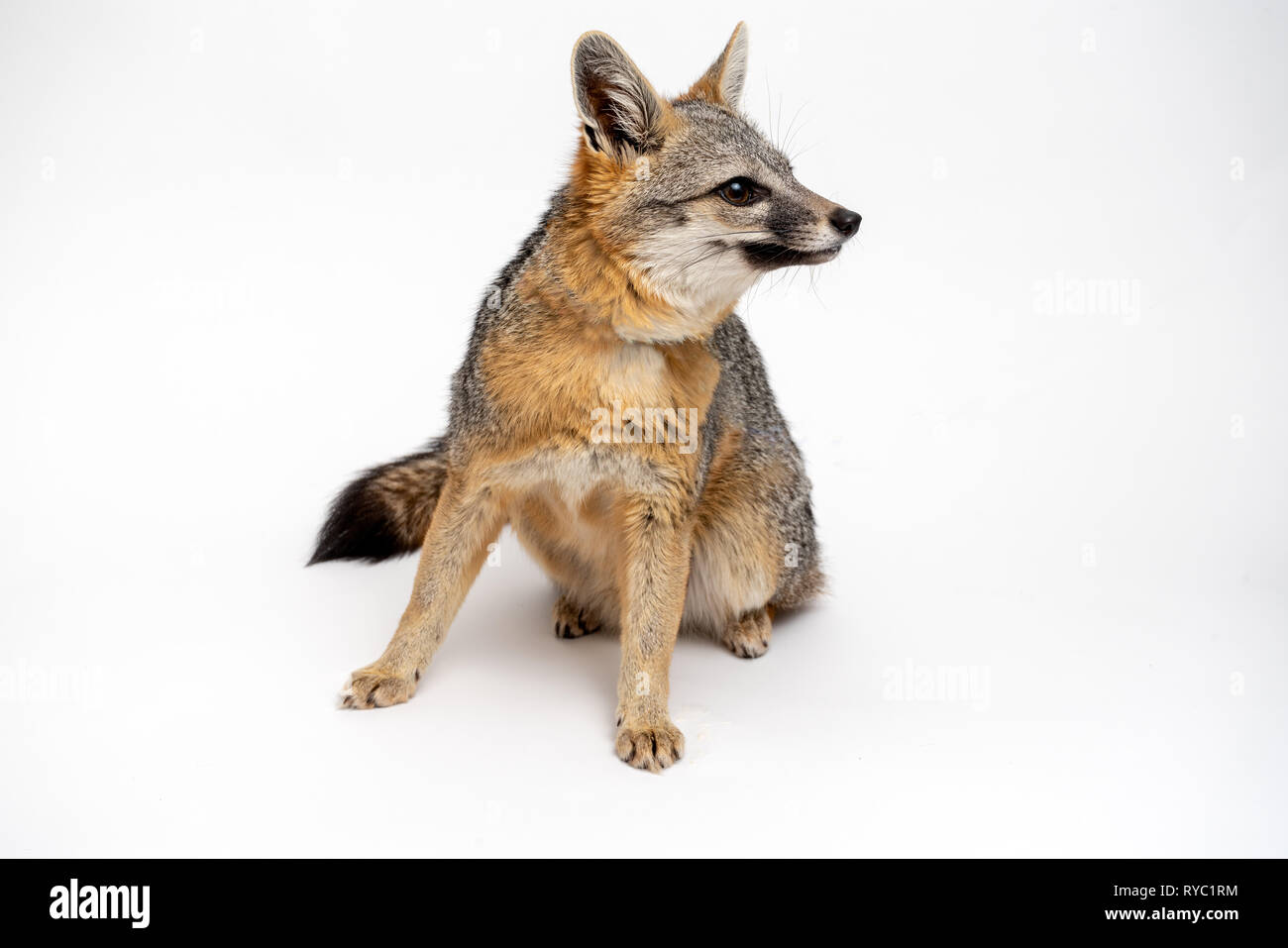 Gray Fox Portrait isolé sur fond blanc Banque D'Images