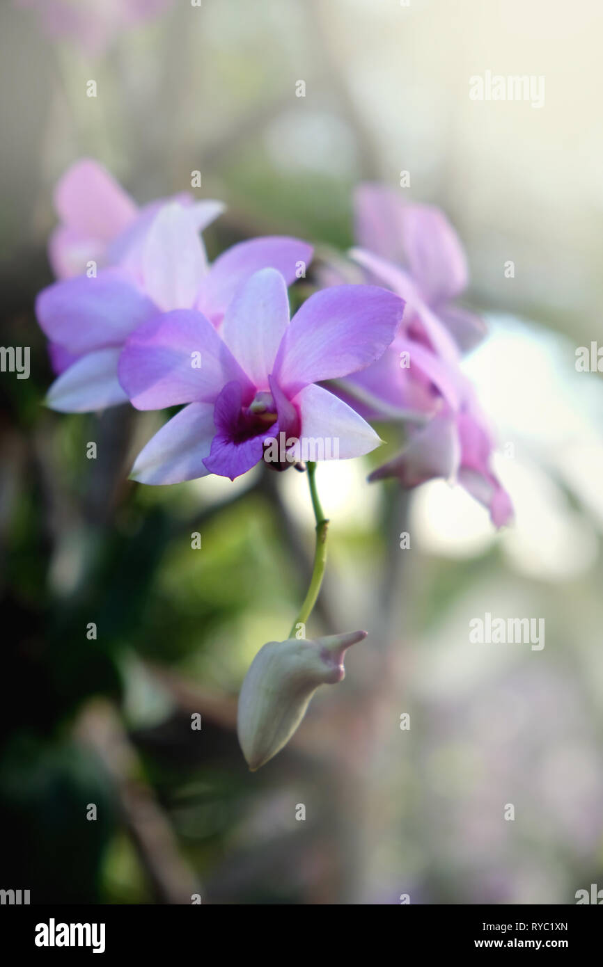 Orchidée fleur dans un jardin tropical de près. Floral background. Banque D'Images