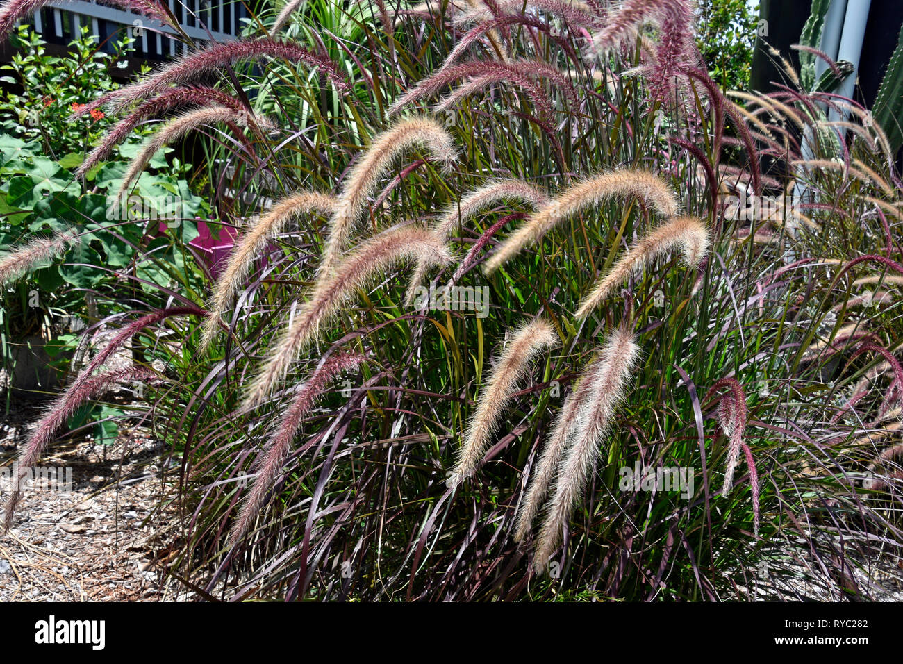 Plante de jardin, gazon violet Banque D'Images