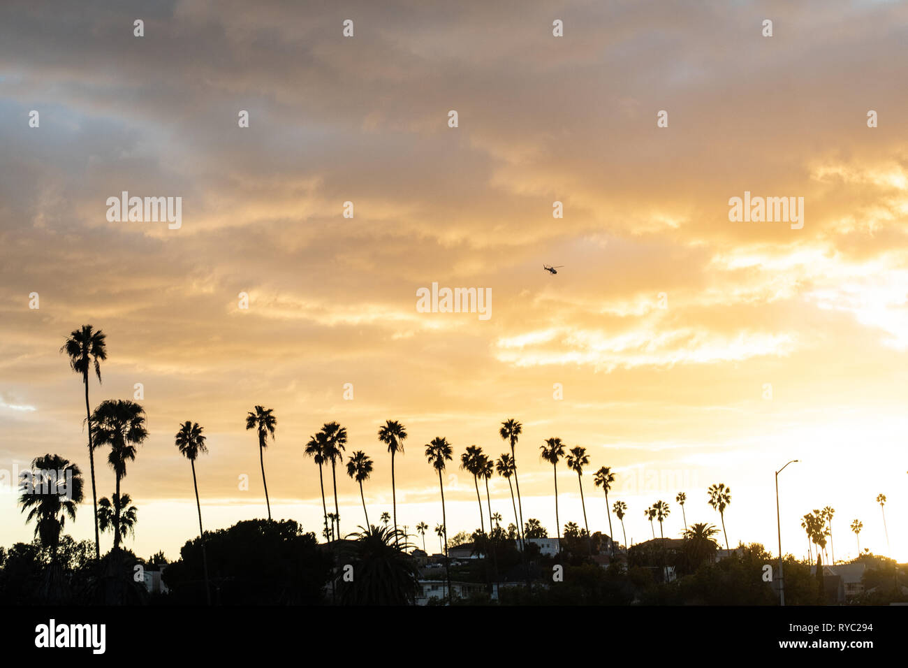 Magnifique coucher de soleil avec des silhouettes de Palm et un hélicoptère volant sur un golden sunset sky. Banque D'Images