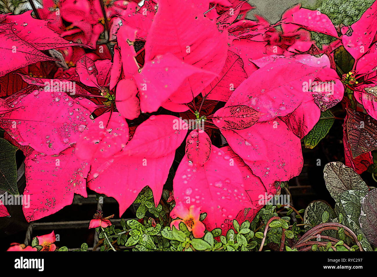 Le poinsettia rouge Banque D'Images