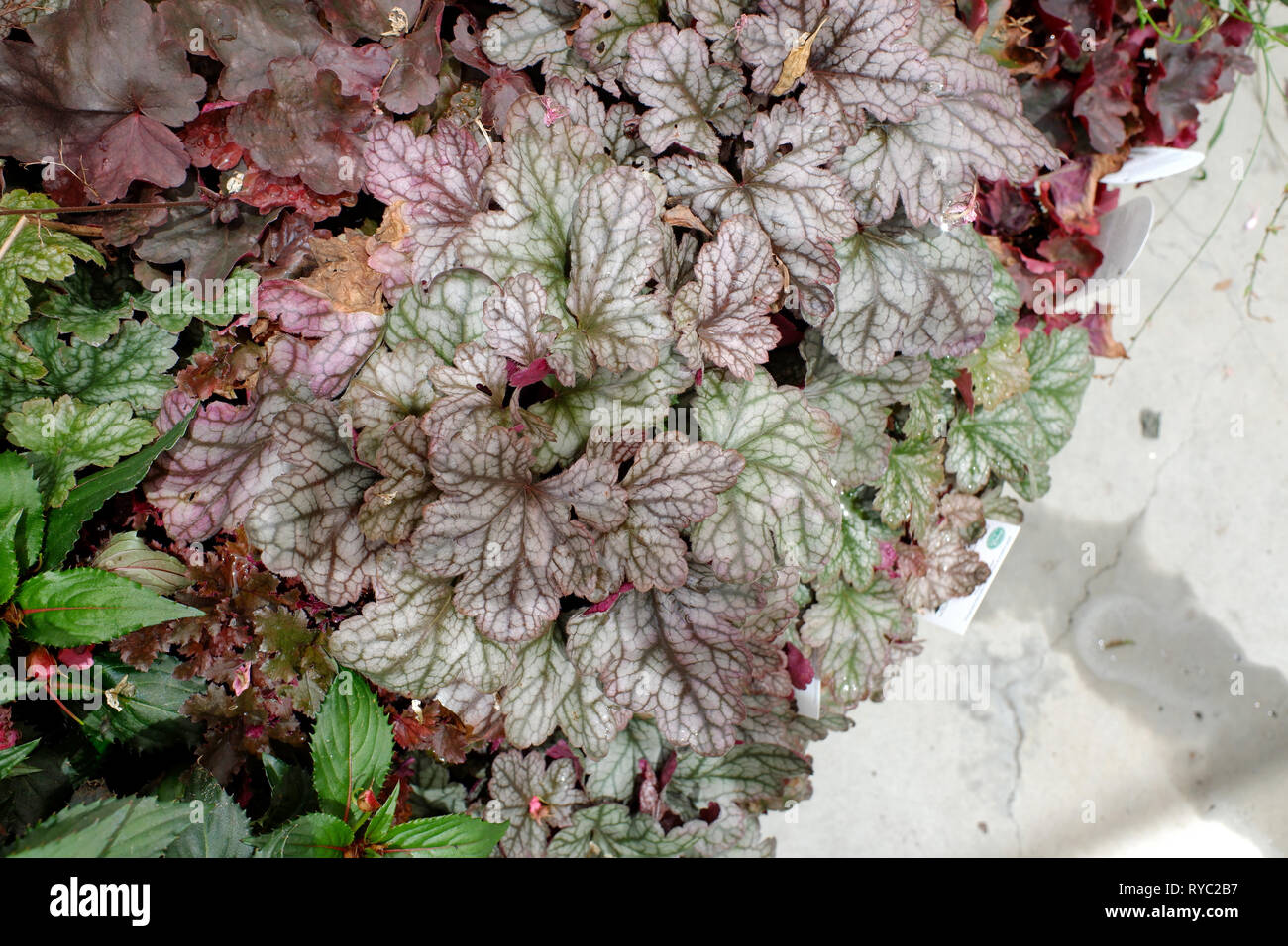 PLANTE HEUCHERA, AVEC DE SUPERBES FEUILLES ARGENTÉES ET ROSES Banque D'Images