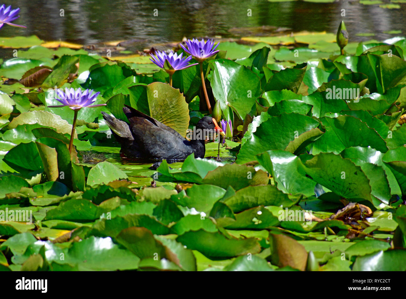 AUSTRALIAN SWAMP HEN, talève sultane, et Brasenia schreberi Banque D'Images