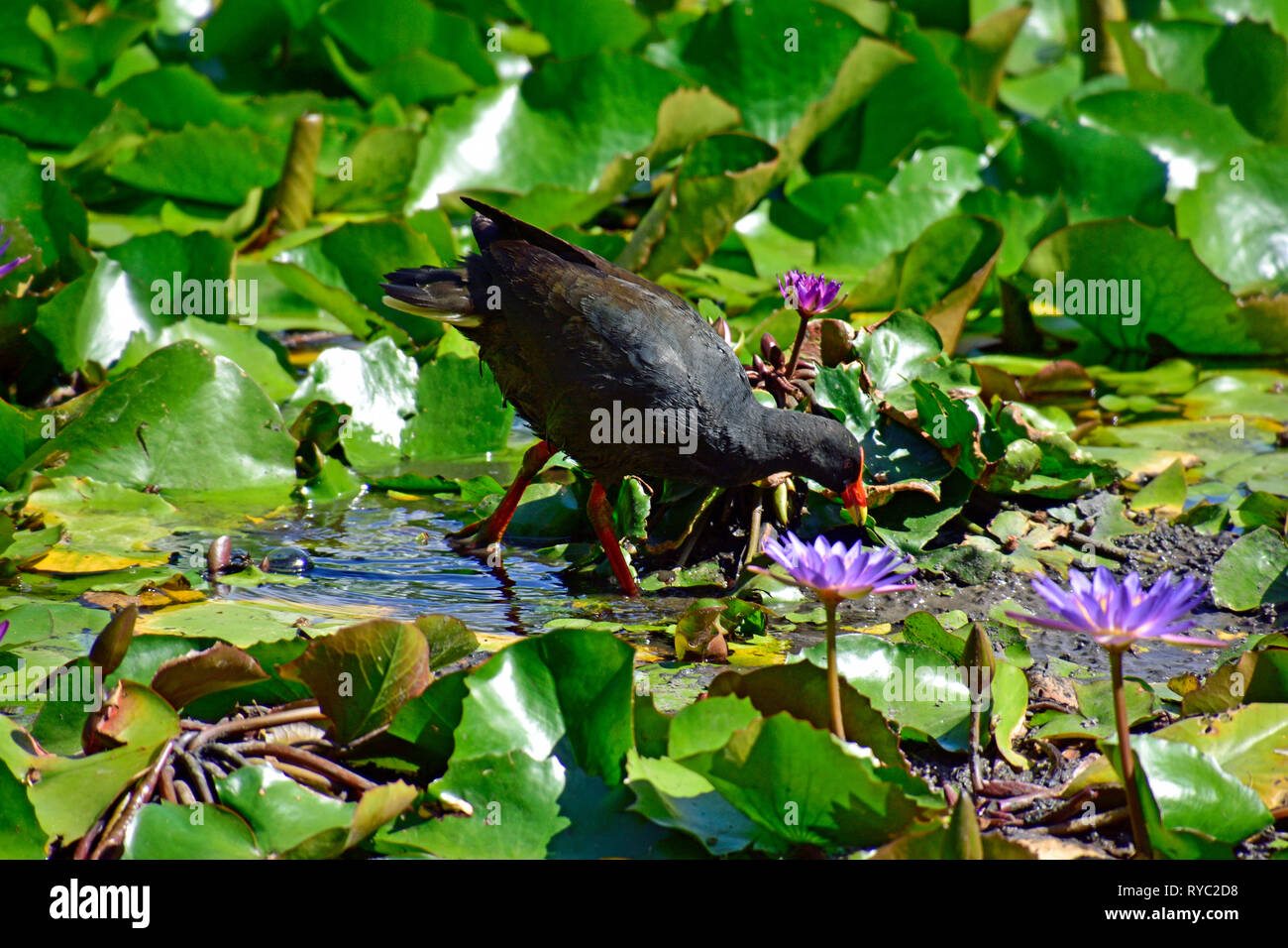 AUSTRALIAN SWAMP HEN, talève sultane, et Brasenia schreberi Banque D'Images