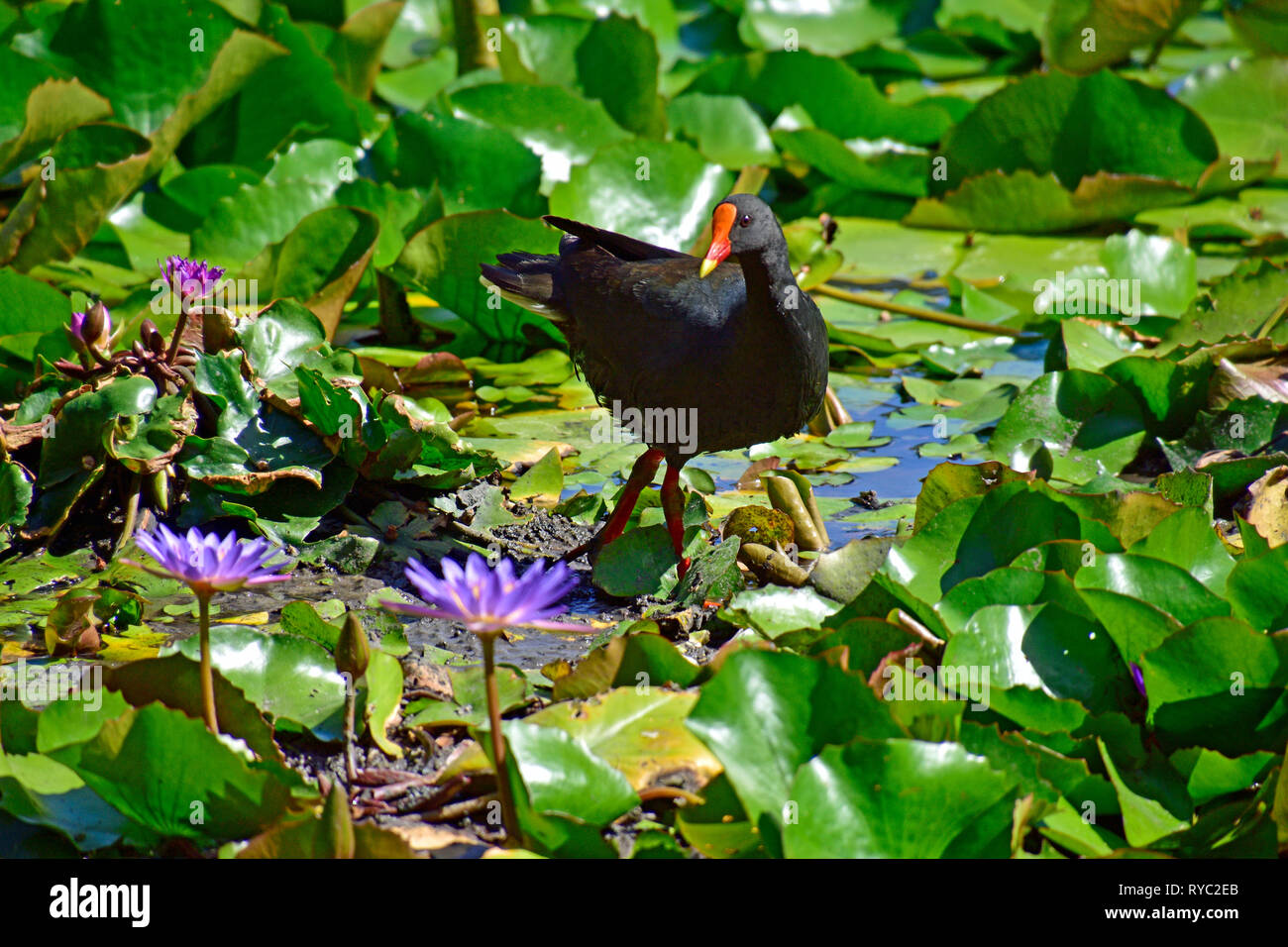 AUSTRALIAN SWAMP HEN, talève sultane, et Brasenia schreberi Banque D'Images