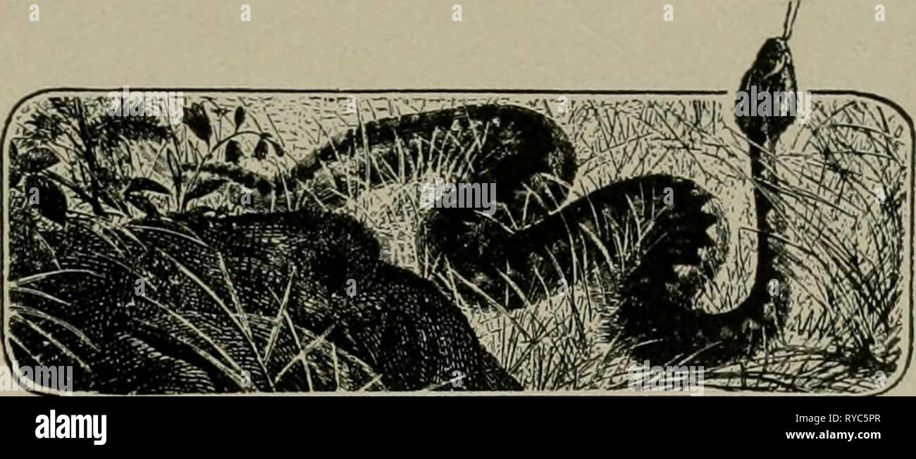 'American ornithology pour l'accueil et l'école' (1901) Banque D'Images