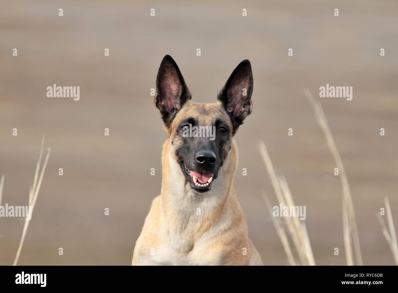 Portrait Dune Belle Race De Chien Berger Belge Malinois Sur