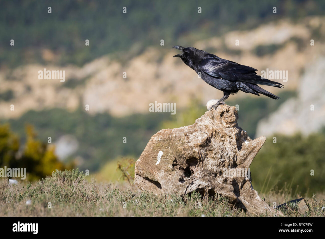 Grand Corbeau (Corvus corax) appelez à partir d'adultes dans la souche ...