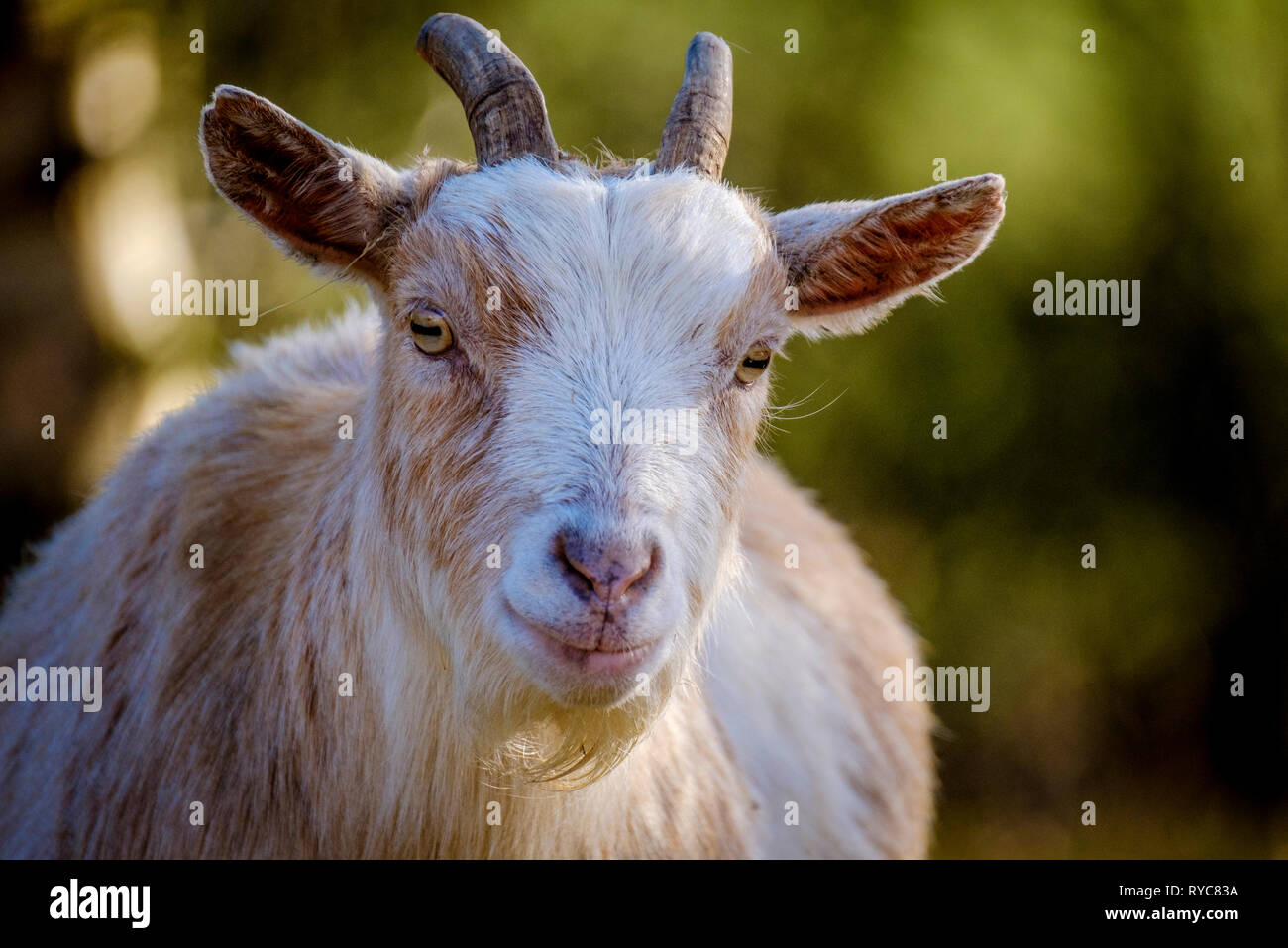 Portrait d'un adulte en chèvre naine soleil du printemps, de l'Écosse Banque D'Images