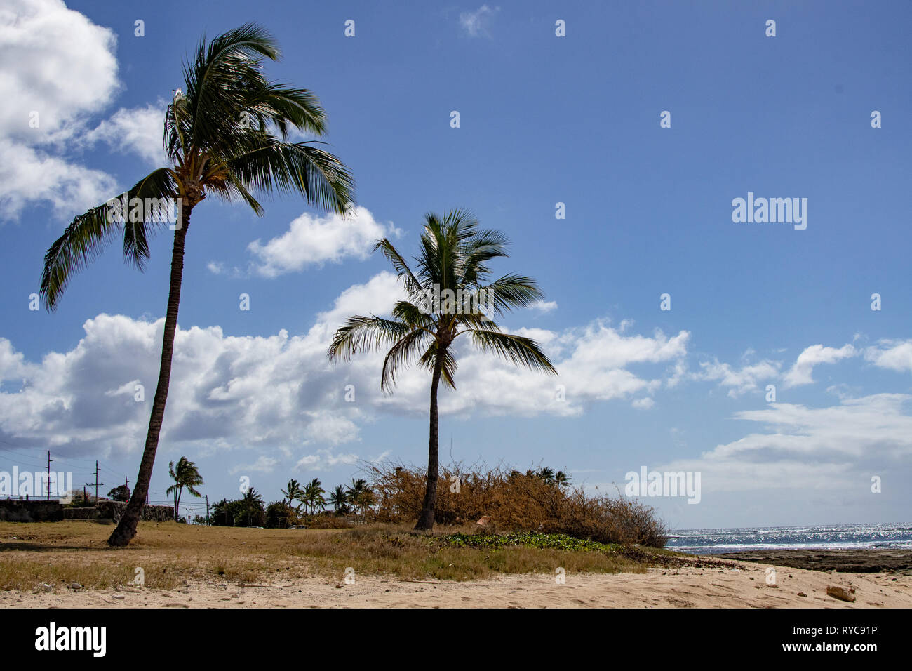 Kalanianaʻole Oahu Hawaii Beach Palms Banque D'Images