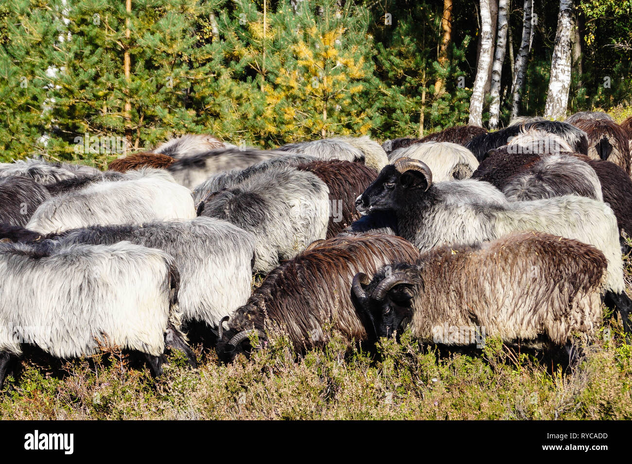 Moutons spécial appelé Heidschnucken dans la réserve naturelle de Fischbeker Heide Banque D'Images