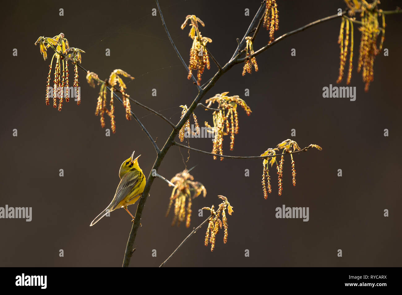 Une Prairie Warbler chante fort bien que perché sur une branche avec de la croissance de printemps tout en brillants dans le soleil du matin. Banque D'Images