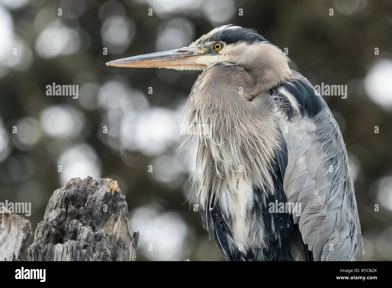 Grand héron sur tronc d'arbre mort en hiver à la station de couvain Truite Raven Alberta Banque D'Images