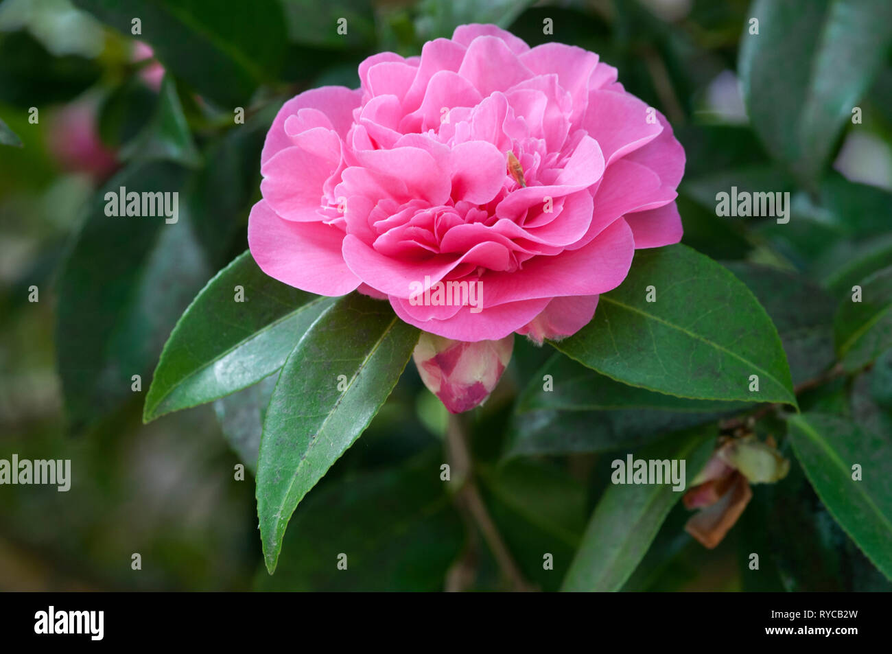 CAMELLIA X WILLIAMSII DEBBIE Banque D'Images