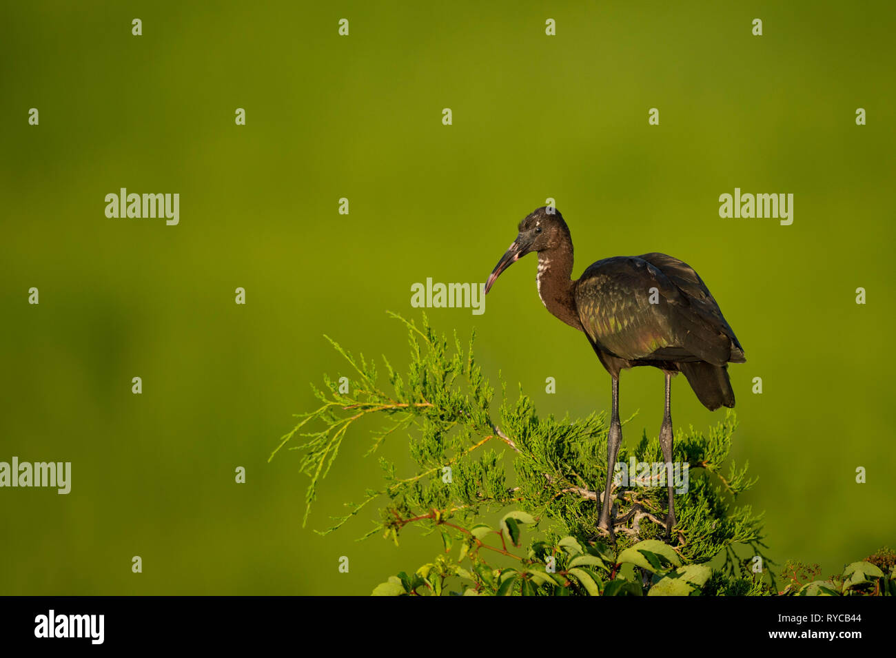 Un jeune l'Ibis perché au sommet d'un arbre avec un fond d'herbe verte marsh dans le soleil du matin. Banque D'Images