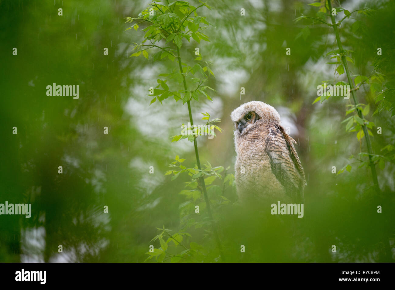 Un grand-duc d'Owlet entourée de feuilles vertes sous la pluie dans la forêt. Banque D'Images