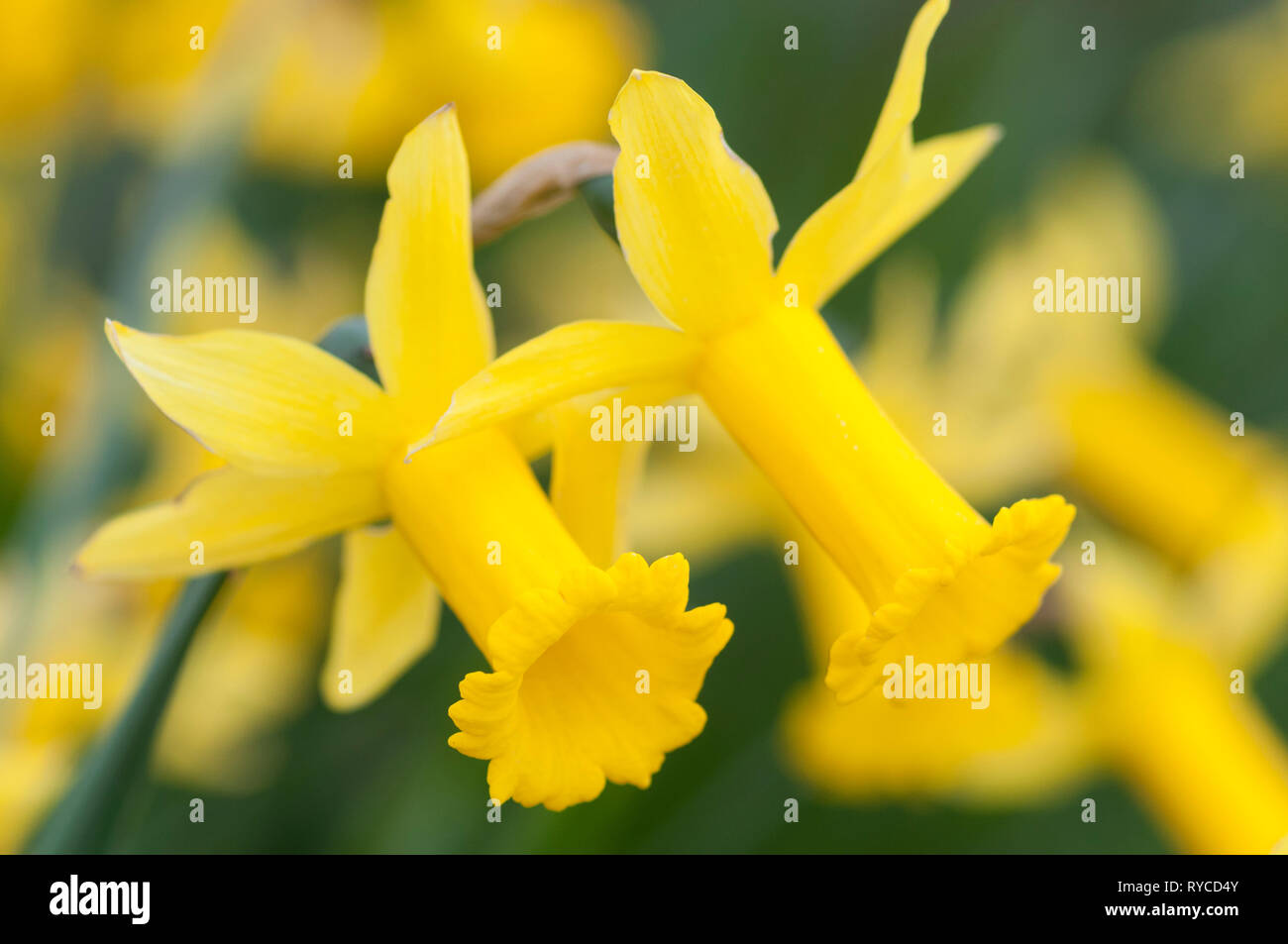 NARCISSUS CYCLAMINEUS VOYEUR Banque D'Images