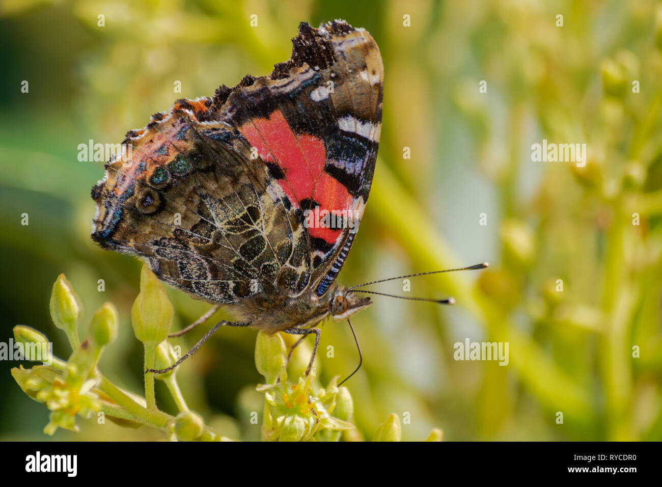 Papillon vulcain (Vanessa atalanta), la pollinisation des fleurs d'avocat (Persea americana), avec la lumière du soleil du matin Banque D'Images