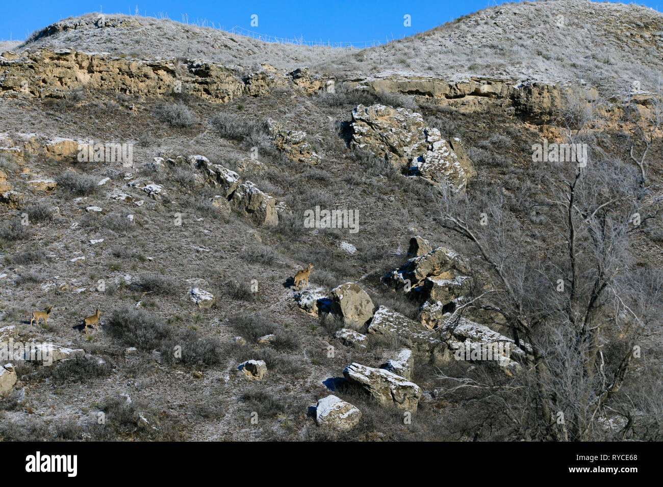 Cerf de virginie un rocky hill side au Lac Scott State Park, Scott City Kansas, Février 2019 Banque D'Images